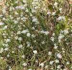 Littleleaf buckbrush